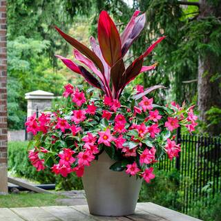 Garden Tropics 1.71 Pint Cordyline Terminalis Shrub 1005415601