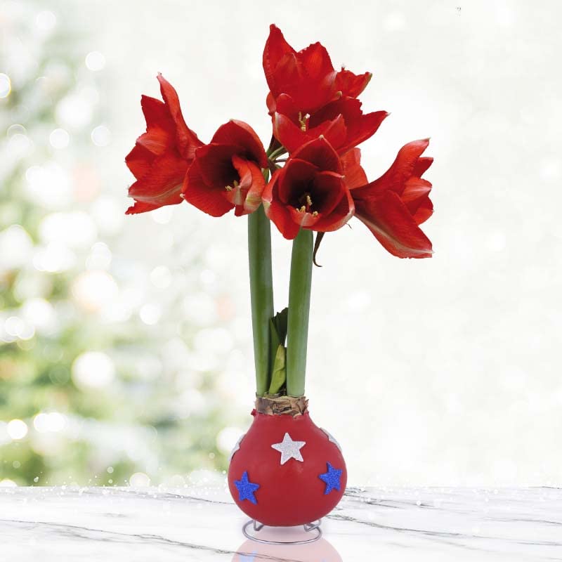 Star Spangled Waxed Amaryllis Flower Bulb with Stand， No Water Needed， Real Live Flowers - Just Needs Sunlight