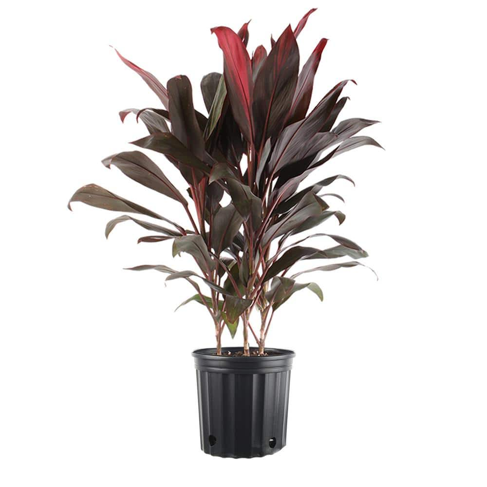 Costa Farms 10 in. Cordyine 3GC0A