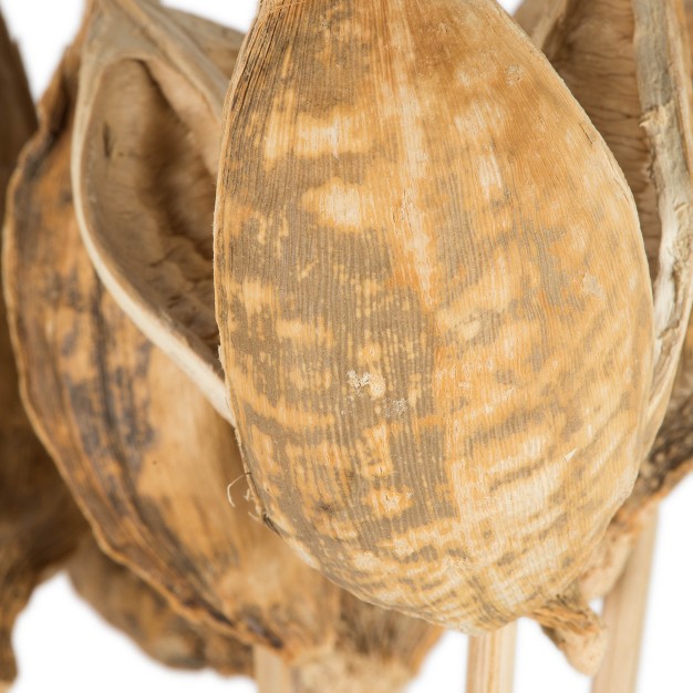 Sora Pod Attached To A Wood Stem， Dried 10 Pack