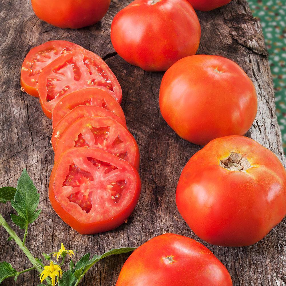 Bonnie Plants 1.19 qt. Rutgers Tomato Plant (6-Pack) 0217
