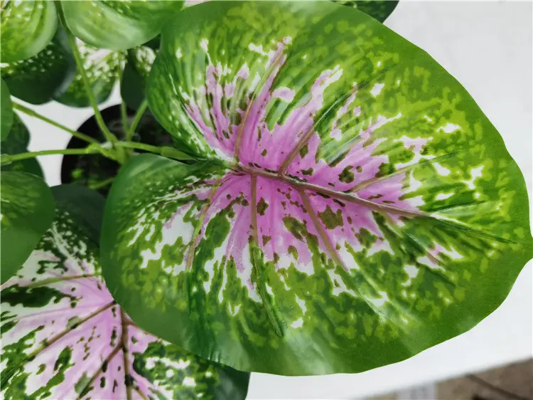 YD8735 4 Wholesale promotion Caladium bicolor (Ait.) Vent. ornamental foliage artificial plants bonsai