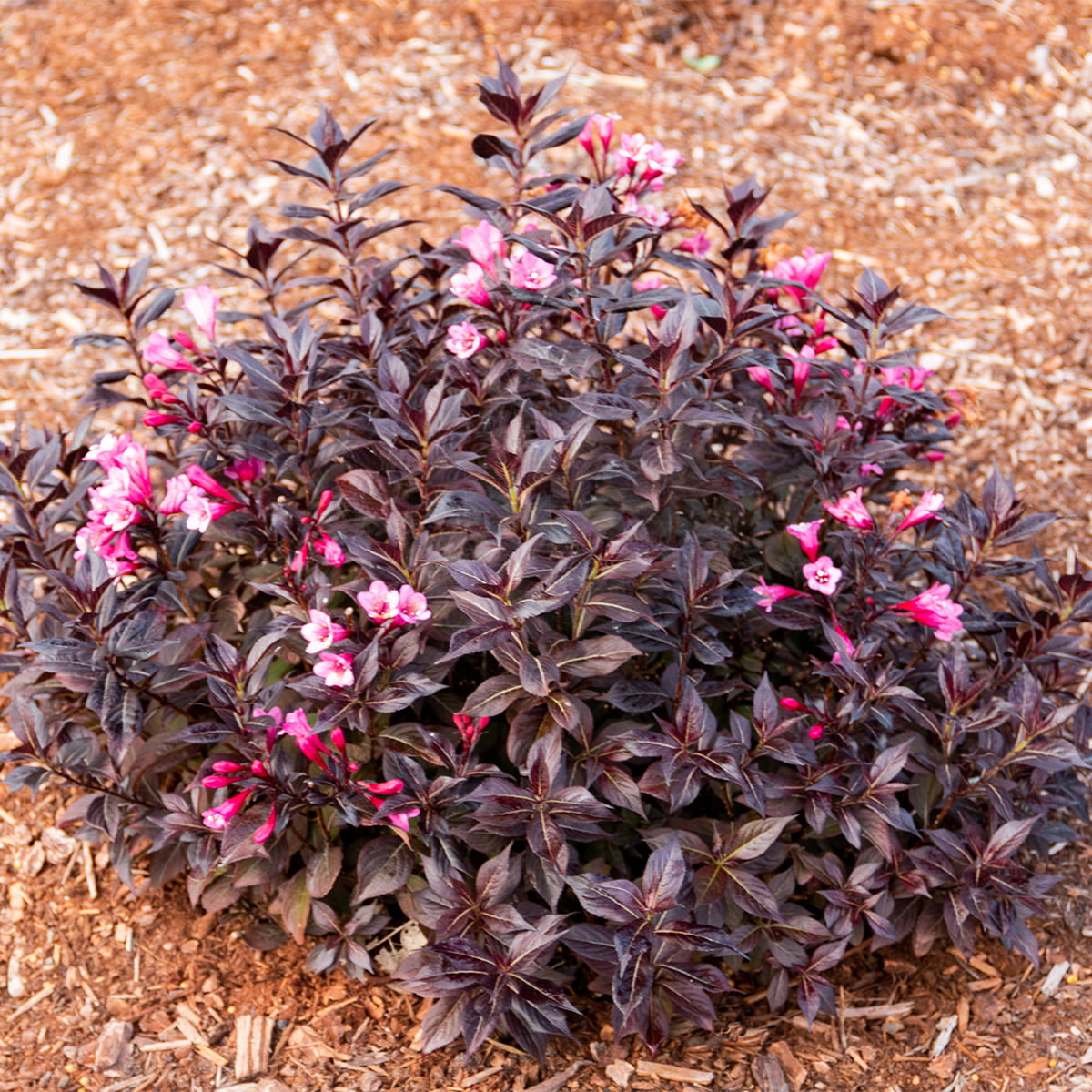 Van Zyverden Weigela Stunner™ 4