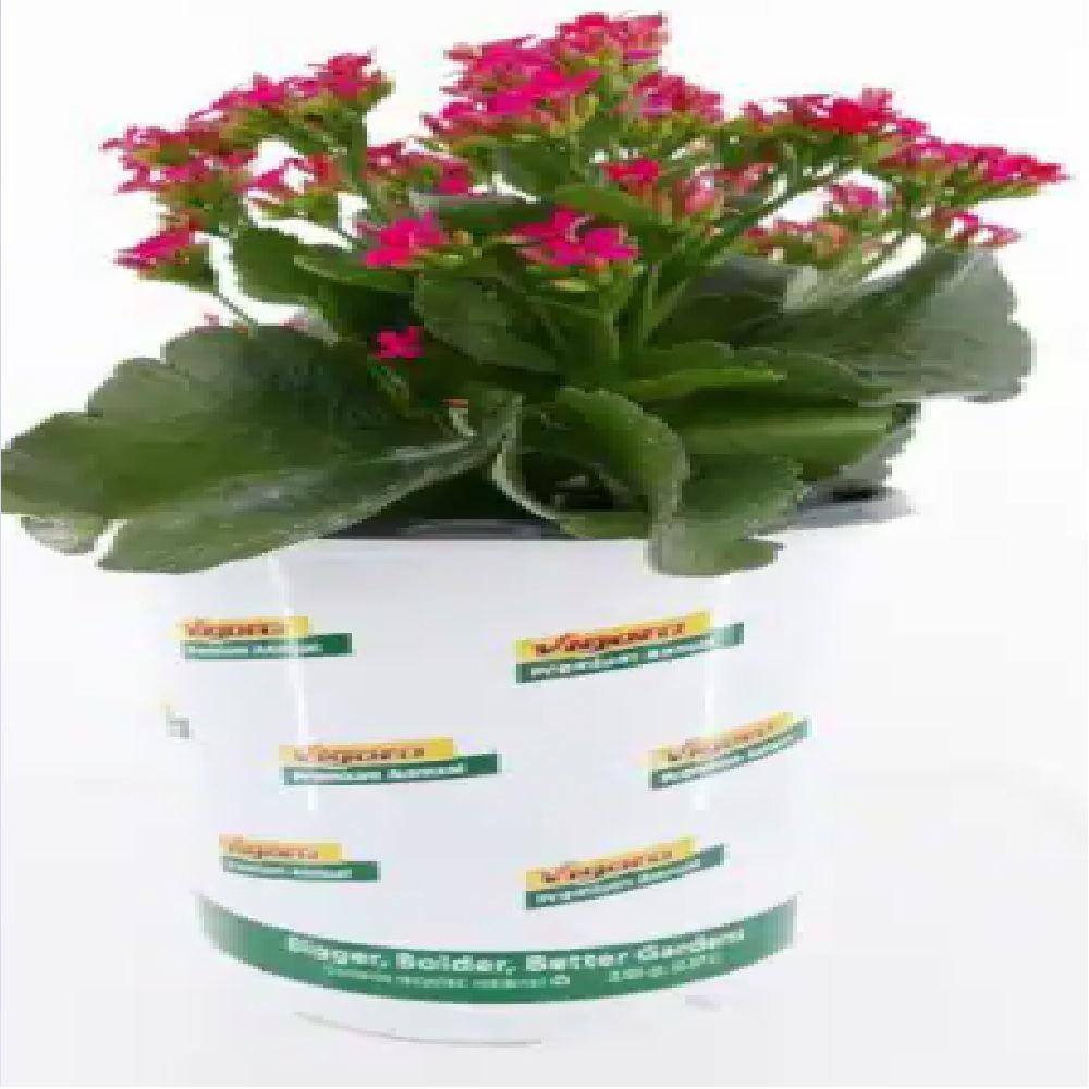 Vigoro 2.5 Qt. Annual Magenta Kalanchoe Lican (2-Pack) 1689