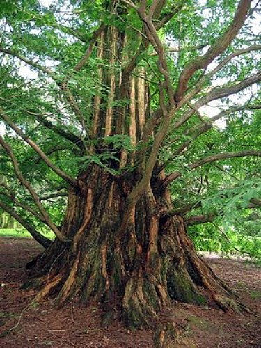 Dawn Redwood Tree - Metasequioia - Living Fossil - 4