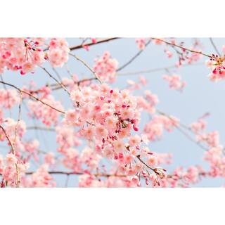 Online Orchards 3 ft. Accolade Cherry Blossom Tree with Translucent Seashell Shaped Flowers FLCH204