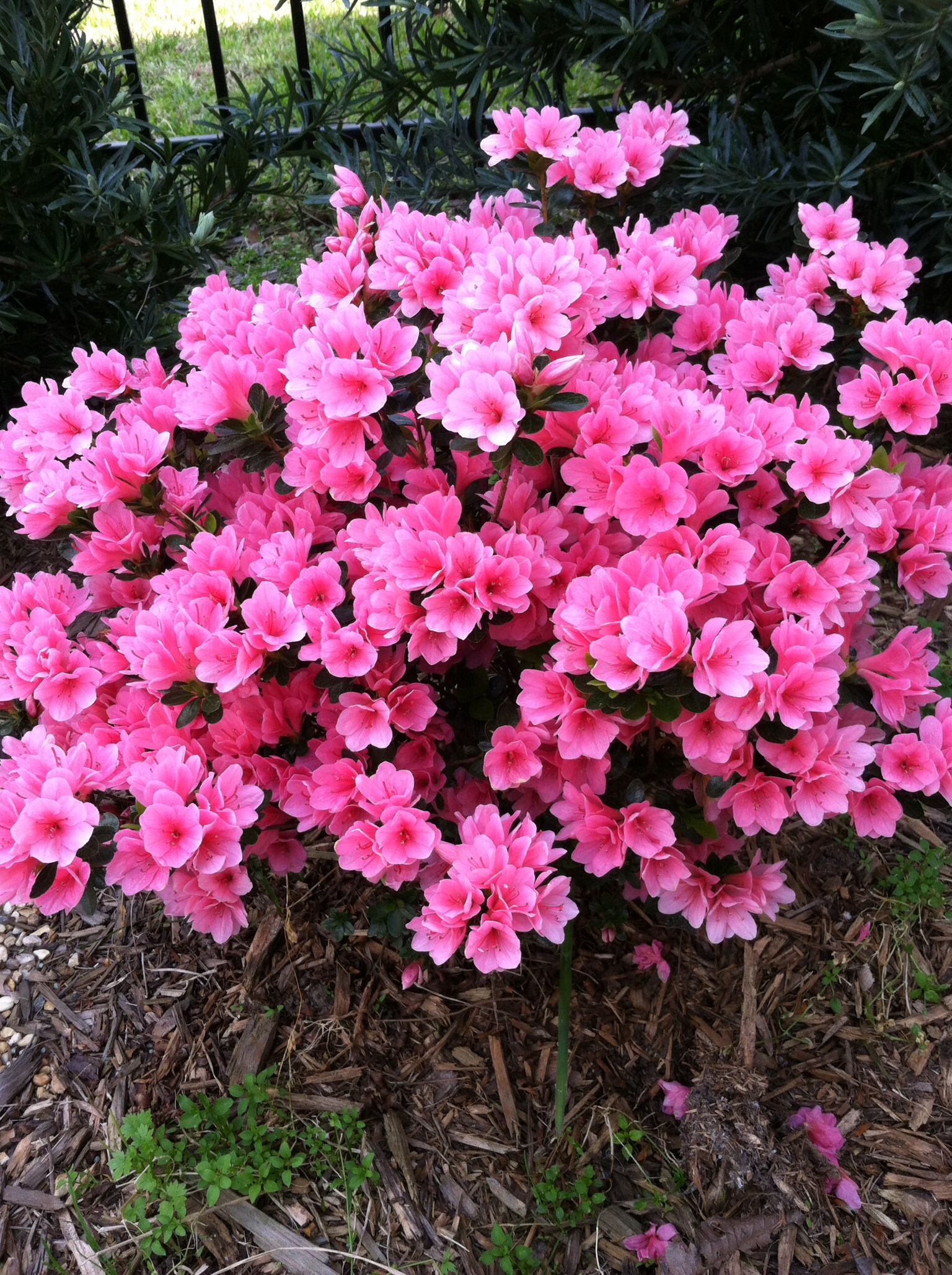 Coral Bells Azalea Plants