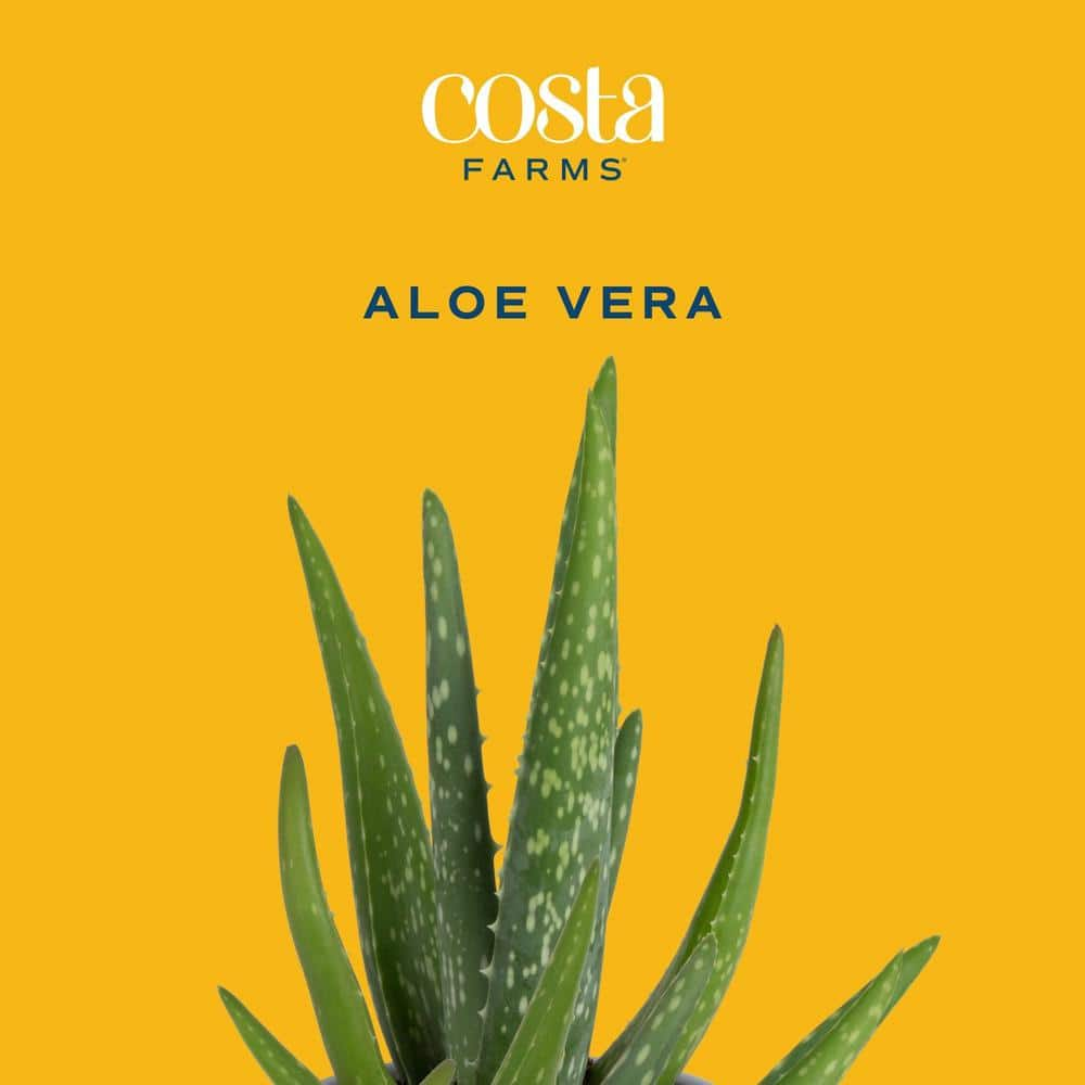 Costa Farms Aloe Vera Indoor Plant in 4 in. Grower Pot Avg. Shipping Height 10 in. Tall 90408