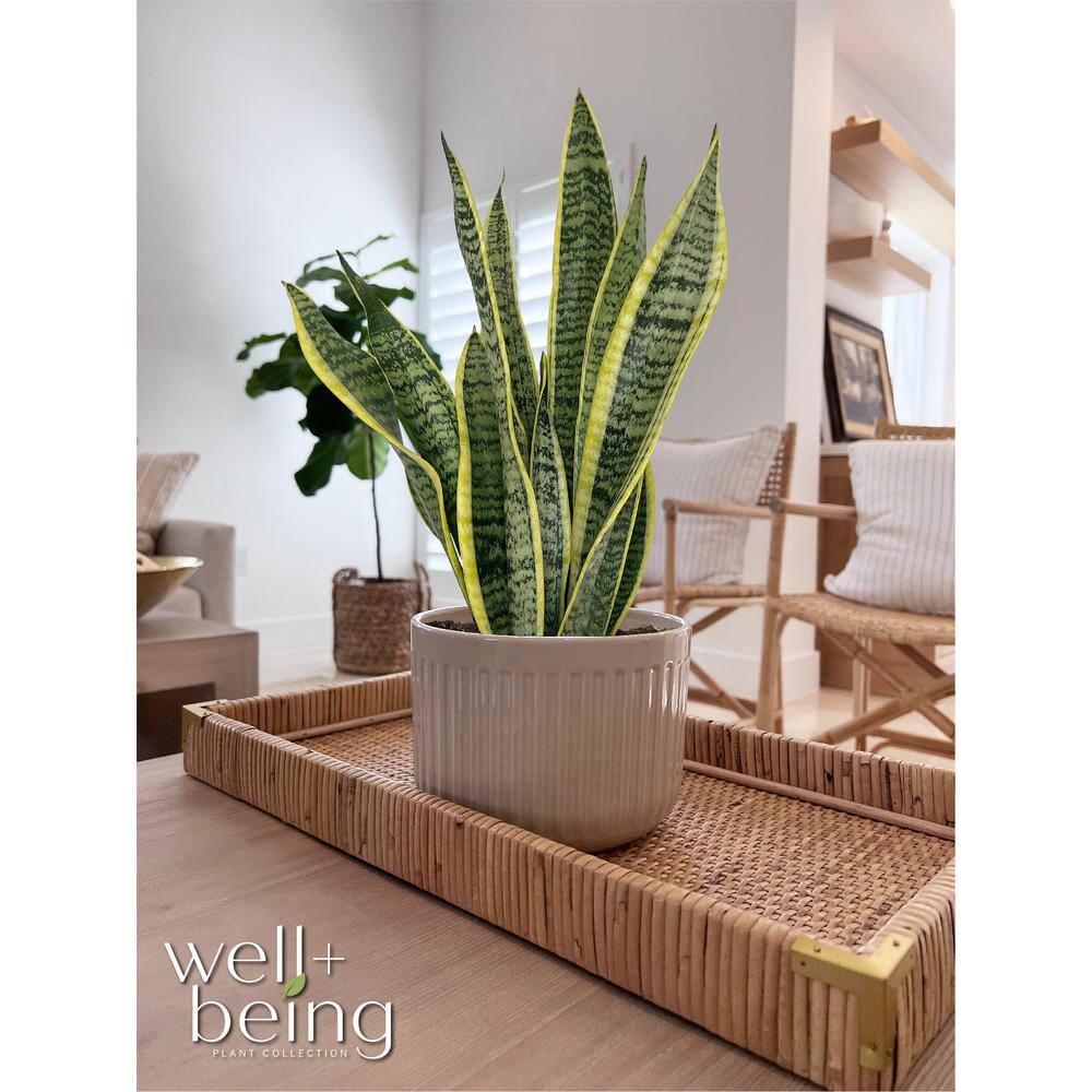 NATURE'S?WAY FARMS Sansevieria Laurentii Live Indoor Plant in Growers Pot Avg Shipping Height 1 ft. to 2 ft. Tall 2993