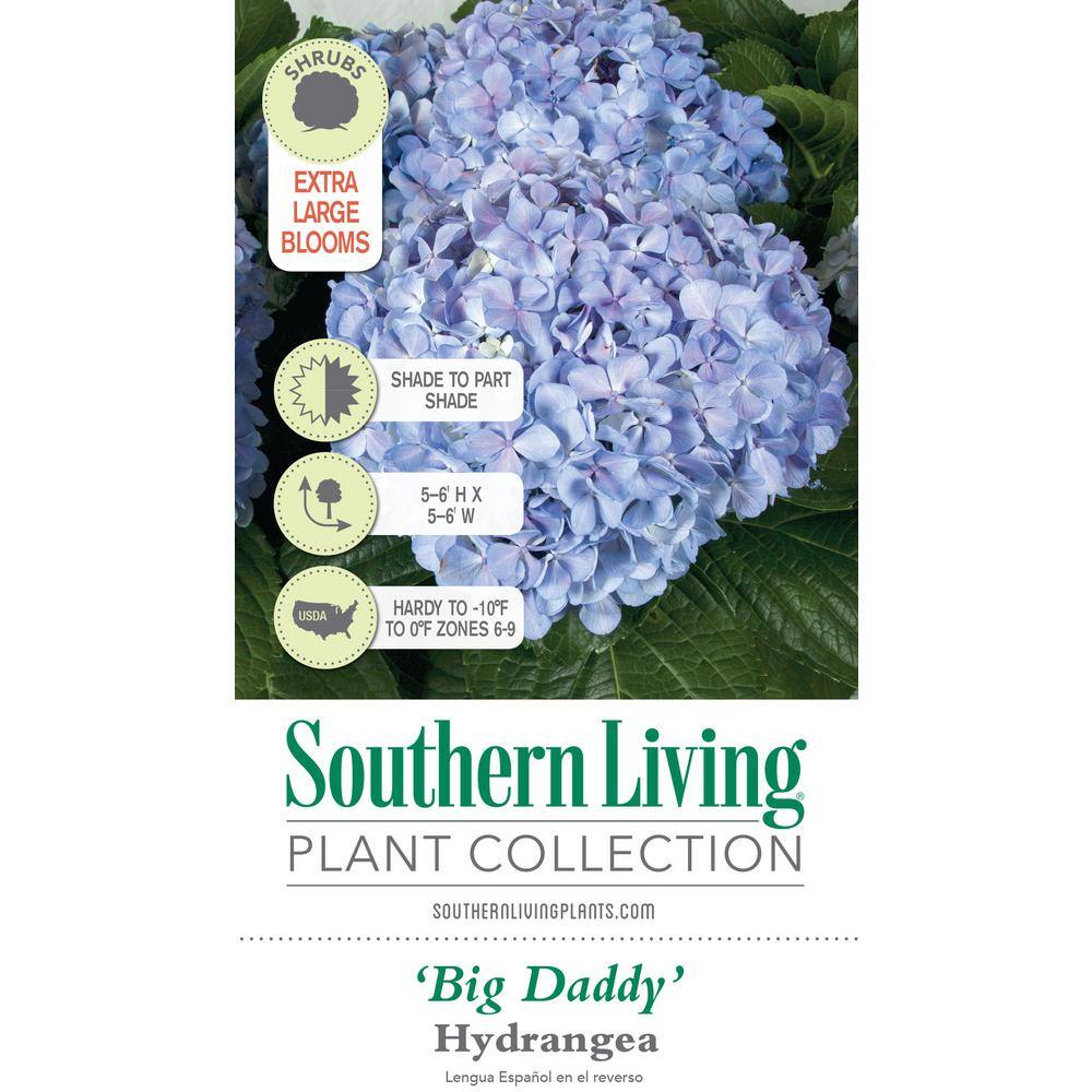 SOUTHERN LIVING 3 Gal. Big Daddy Hydrangea(Macrophylla) Live Deciduous Shrub Pink or Blue Mophead Blooms 25413