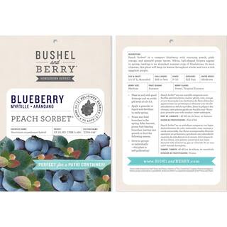BUSHEL AND BERRY 2 Gal. Bushel and Berry Peach Sorbet Blueberry Live Plant with Tropical Flavored Berries O893802