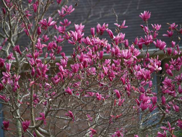 Betty Magnolia Tree