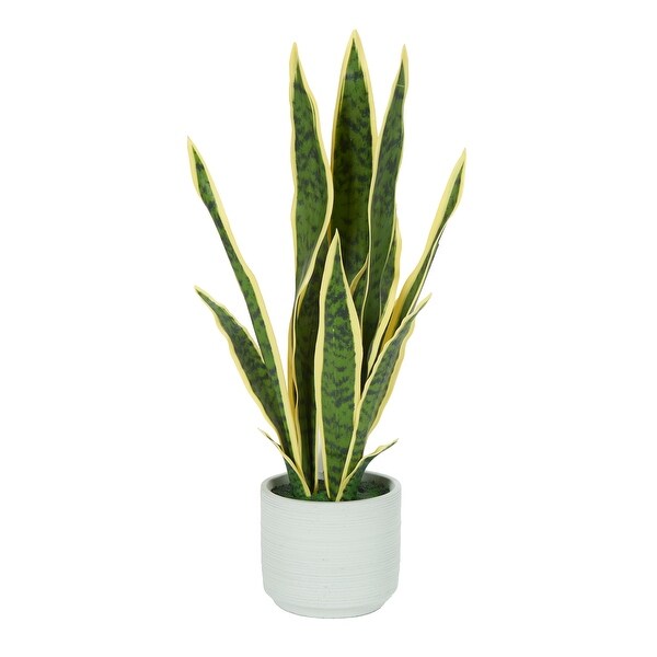 Variegated Snake Plant in Cement Pot