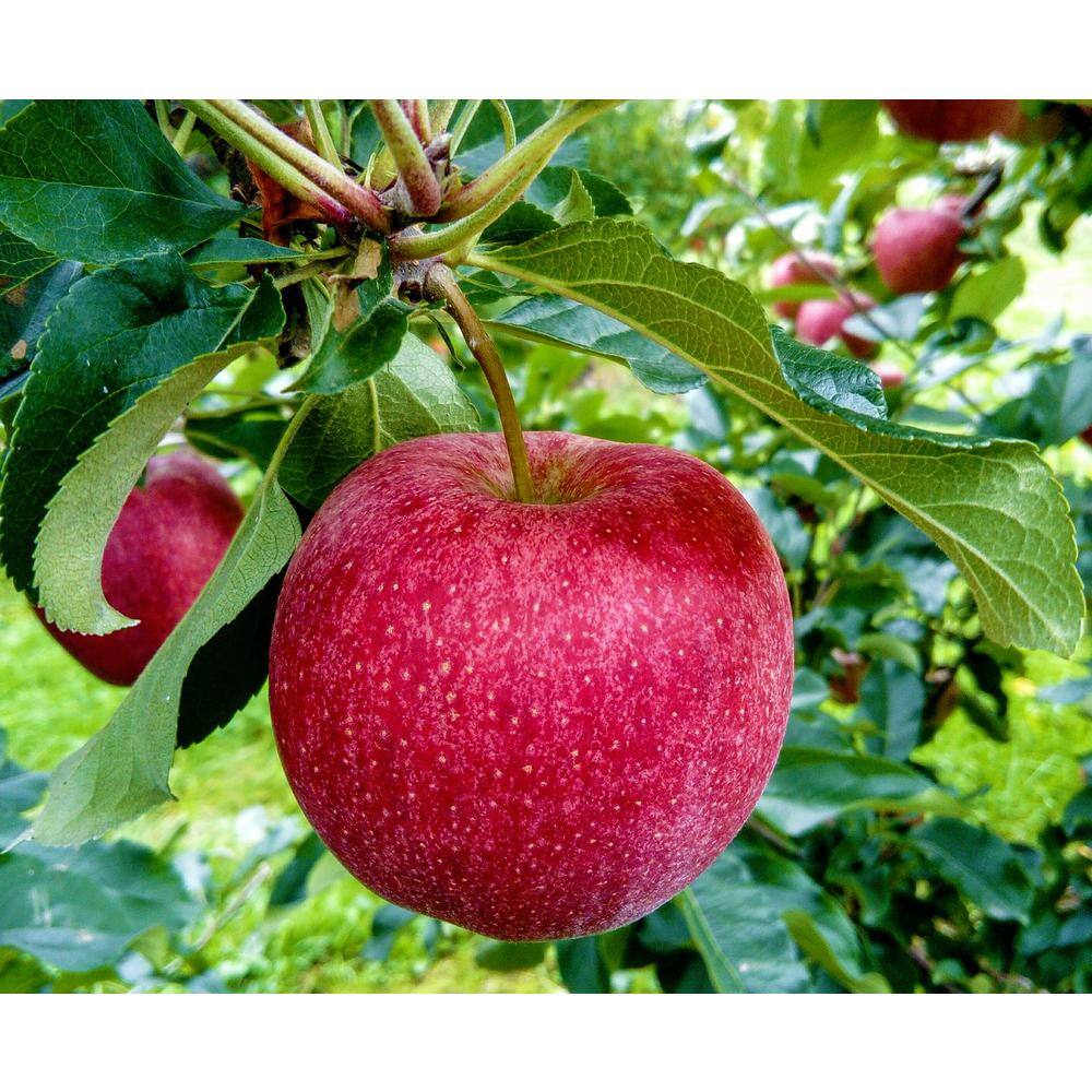 Online Orchards Winesap Apple Tree (Bare-Root 3 ft. to 4 ft. Tall 2-Years Old) FTAP013