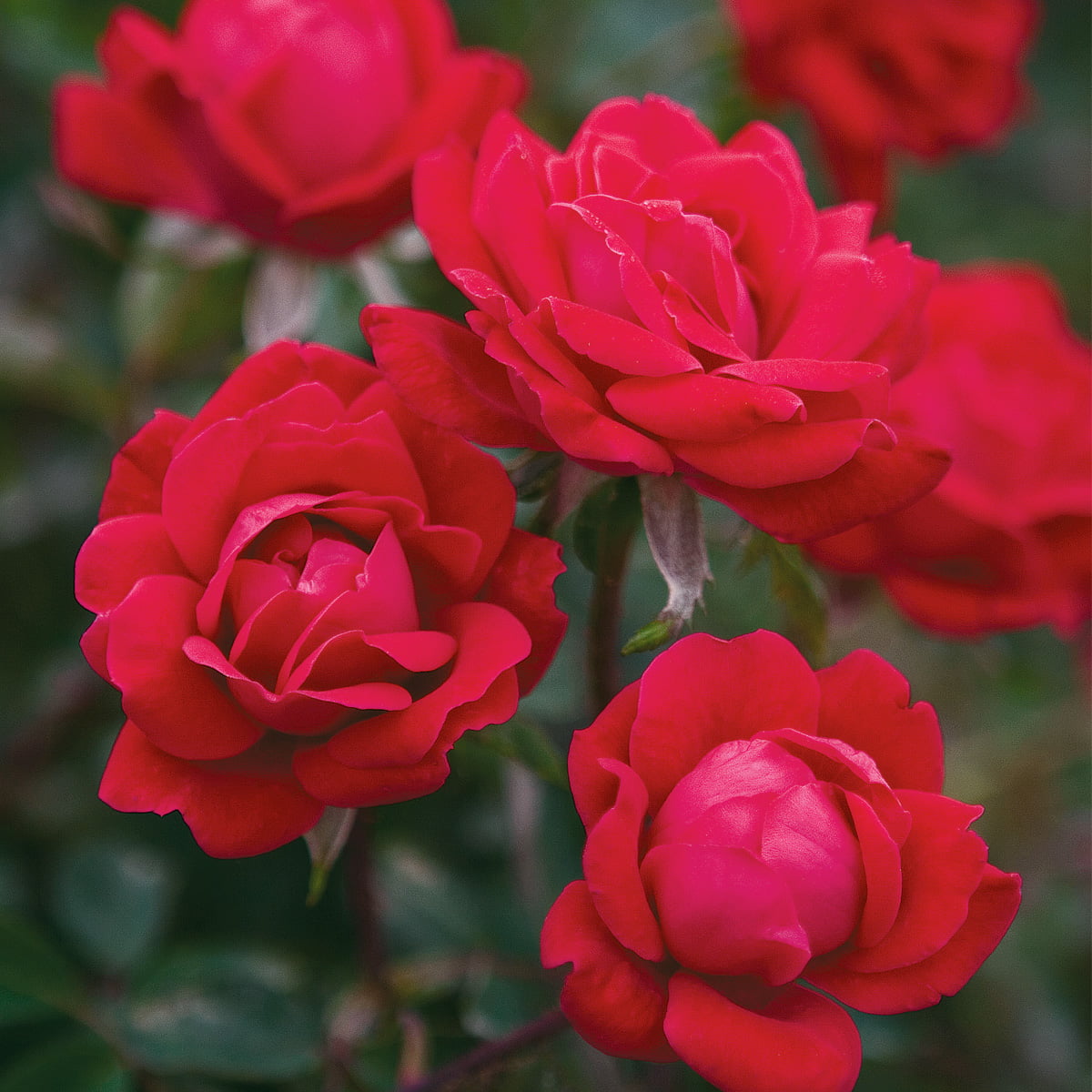 Van Zyverden Roses The KnockOut Double Red® 1 Root Stock Red Part Sun