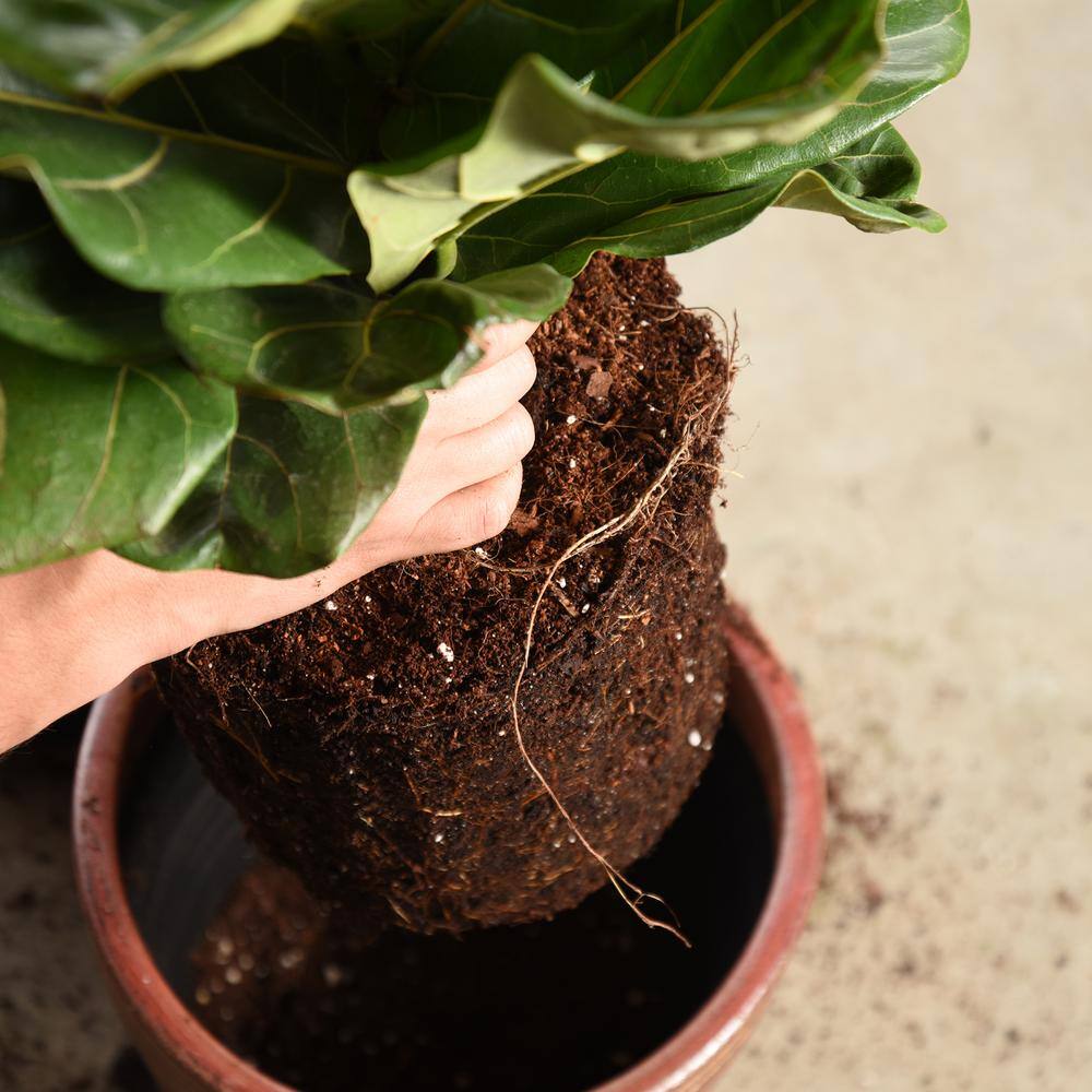 Perfect Plants 8 Qt. Fiddle Leaf Fig Soil Mix - Professional Blend For All Ficus Varieties HDSoil001