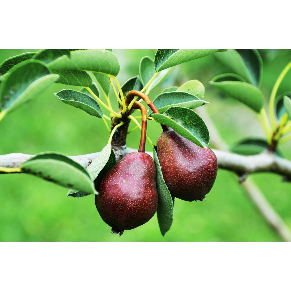 Online Orchards Red Bartlett Pear Tree (Bare-Root 3 ft. to 4 ft. Tall 2-Years Old) FTPR007