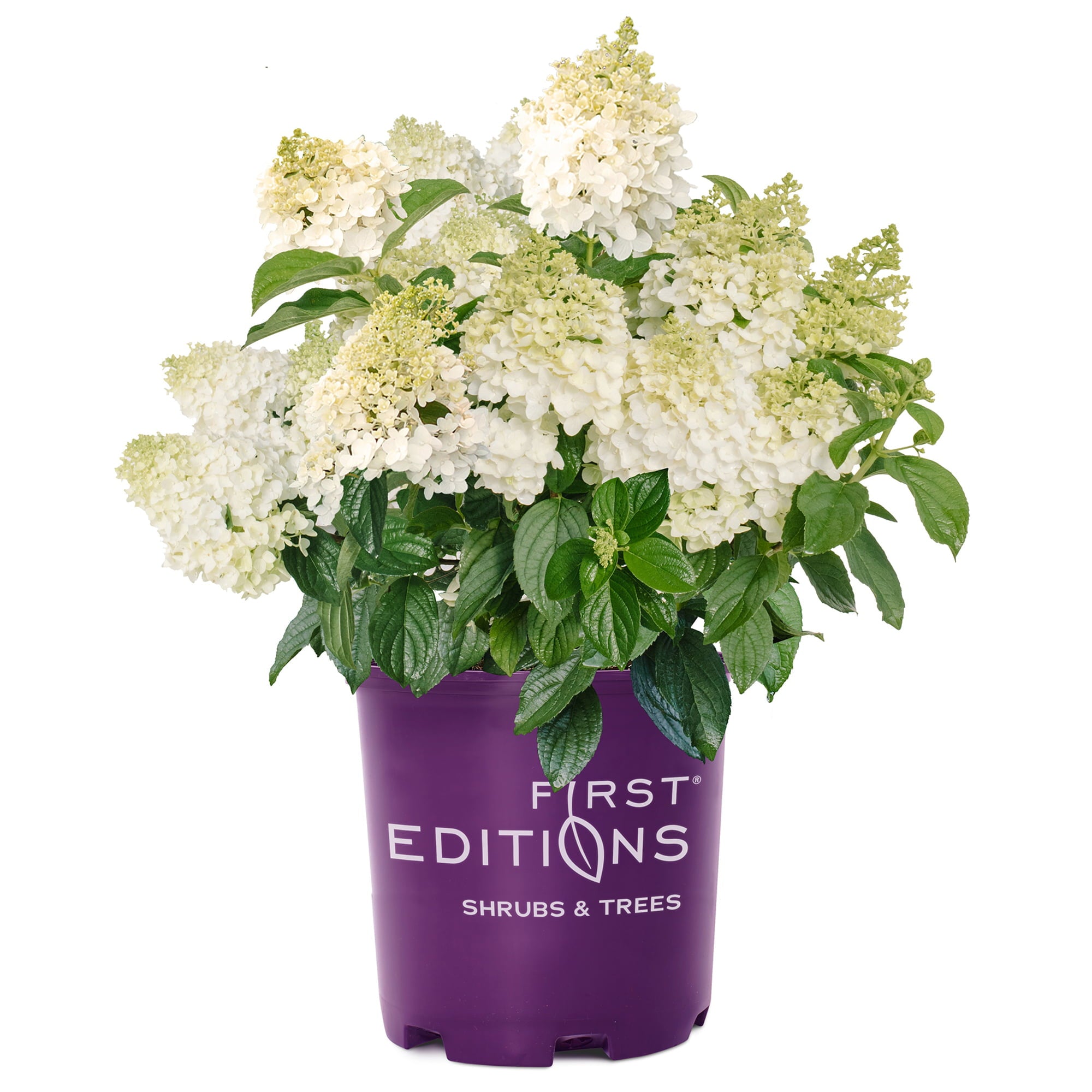 First Editions Hydrangea Little Hottie Live Shrub (2 Gallon)