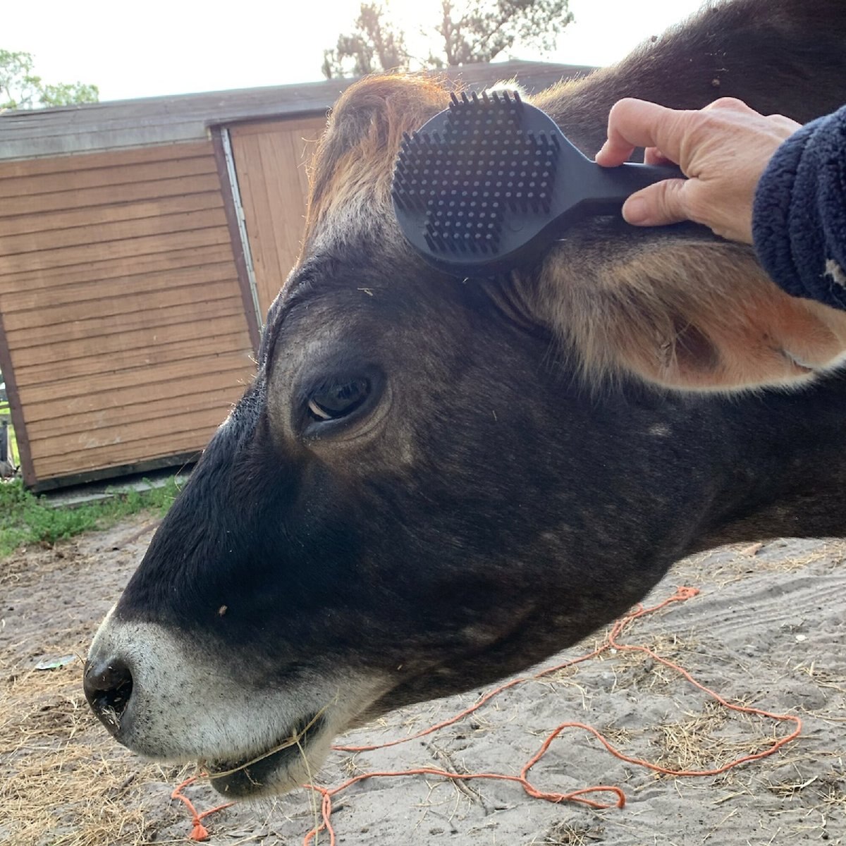 Curry on a Stik Horse and Dog Grooming Brush