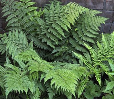 Classy Groundcovers - Dennstaedtia punctilobula  {10 Bare Root Plants}