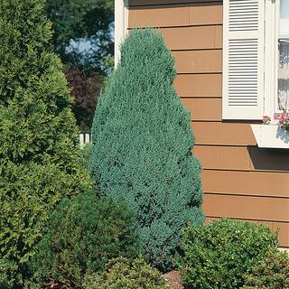FLOWERWOOD 2.5 Qt. Blue Point Juniper - Live Evergreen ShrubTree 3373Q