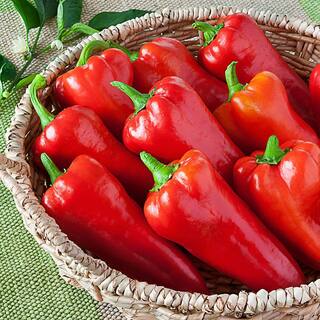 Bonnie Plants 19 oz. Sweet Italian Pepper Plant 3501