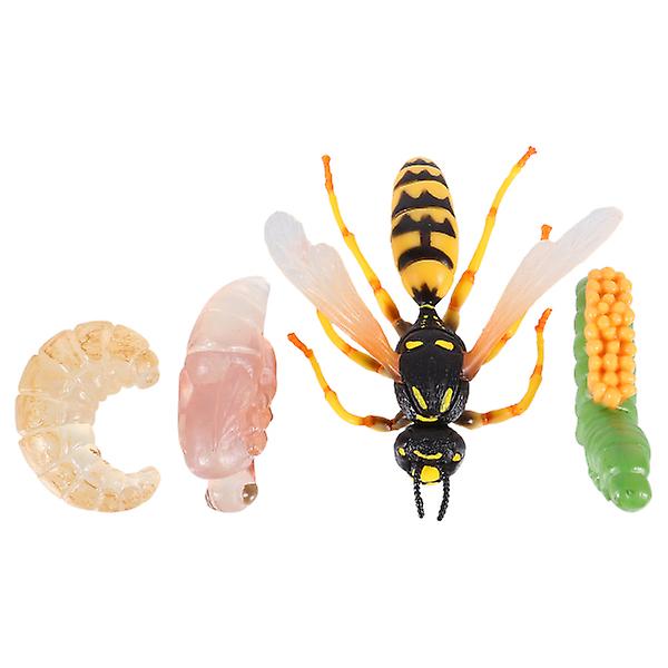 1 Set/4pcs Realistic Insect Growth Model Wasp Display Ornament Kids Cognitive Toy