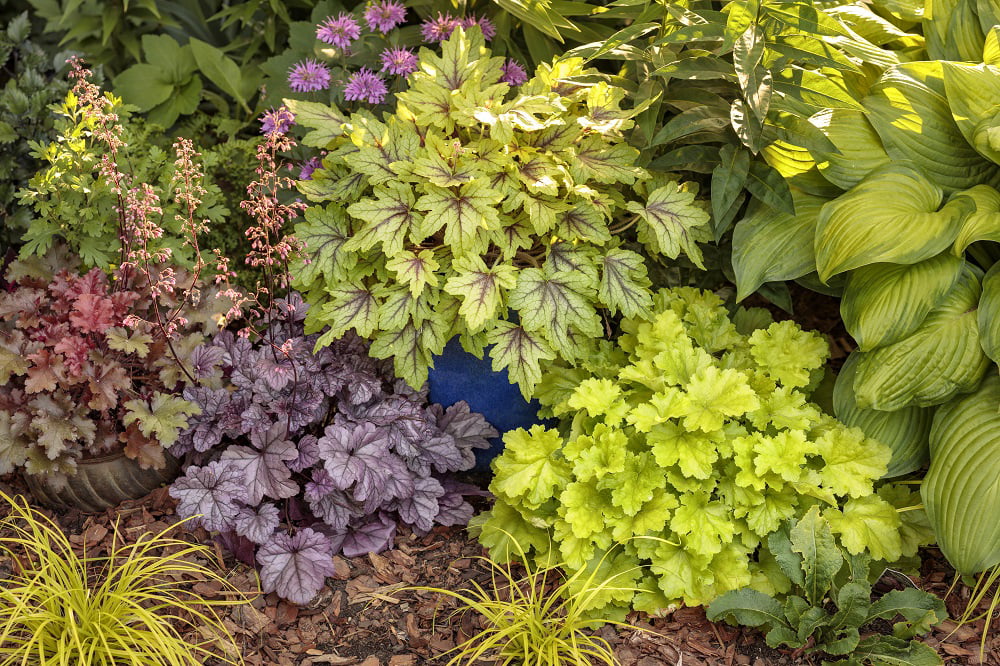 4.5 in.Qt. Dolce Wildberry Coral Bells (Heuchera) Live Plant， White Flowers and Purple Foliage