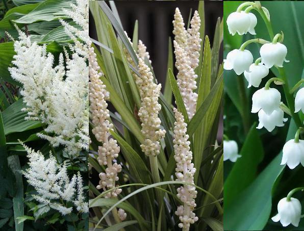 Classy Groundcovers - A collection of White Blooming Plants for Shade that Deer Tend to Avoid: 25 Astilbe a. 'Gladstone'， 25 Liriope m. 'Monroe White'， 25 Convallaria majalis