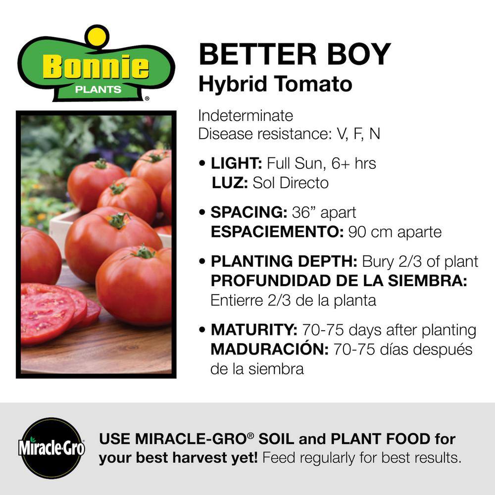 Bonnie Plants 19 oz. Better Boy Tomato Plant 1003800676