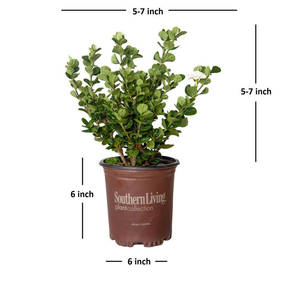 SOUTHERN LIVING 2.5 qt. Diamond Spire Gardenia Live Evergreen Shrub with White Fragrant Blooms 8655Q