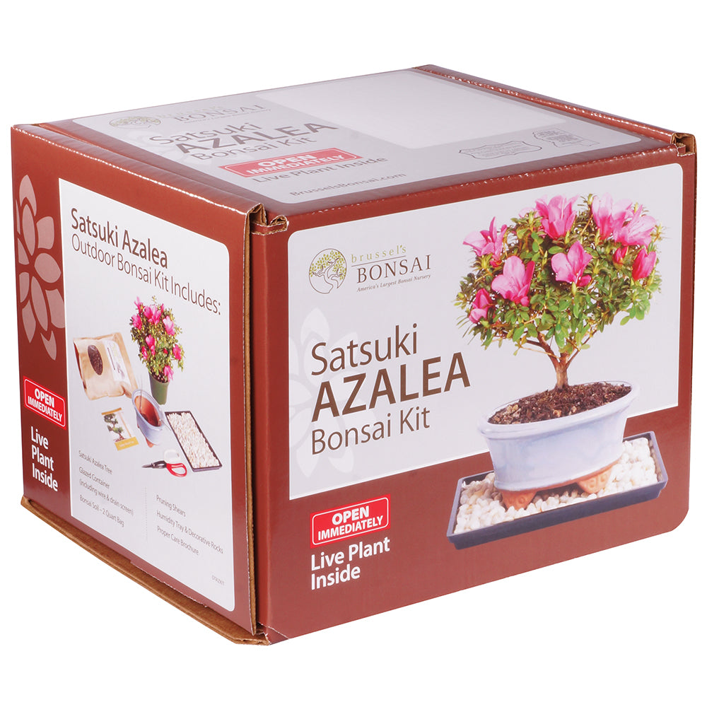 Brussel's Satsuki Azalea Bonsai Kit (Outdoor)