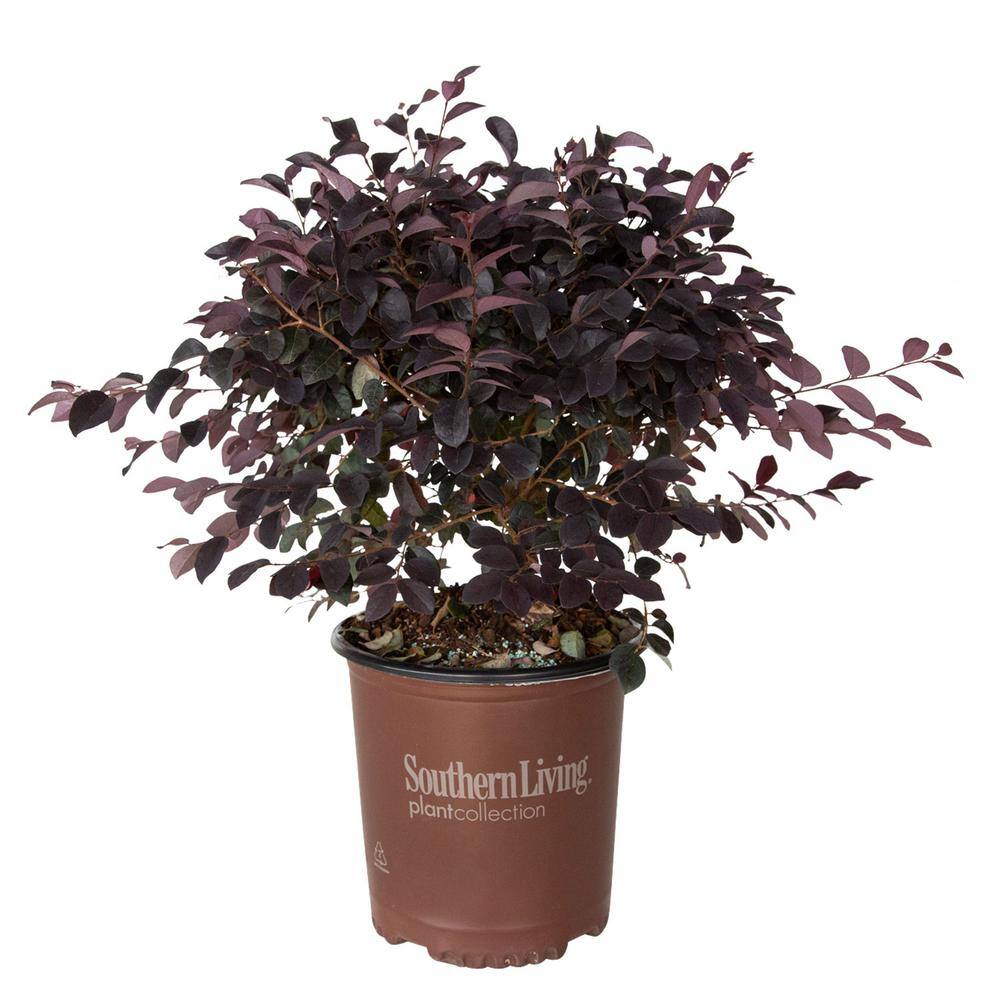 SOUTHERN LIVING 2.5 Qt. Red Diamond Midsize Loropetalum Evergreen Shrub with Purple Foliage Red Ribbon Blooms 4209Q