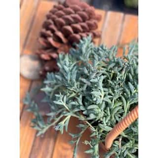 Senecio Peregrinus Succulent (1-Pack) Succulents-2