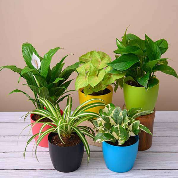 Air purifier plants packs