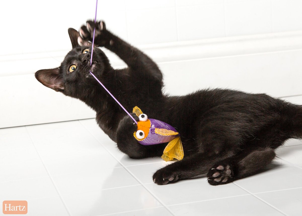 Hartz Just For Cats Gone Fishin' Cat Wand Toy with Catnip， Color Varies