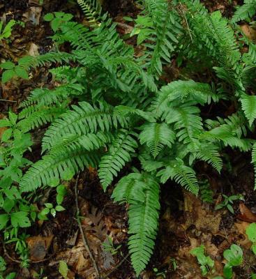 Classy Groundcovers - Polystichum acrostichoides Nephrodium acrostichoides {25 Bare Root Plants}