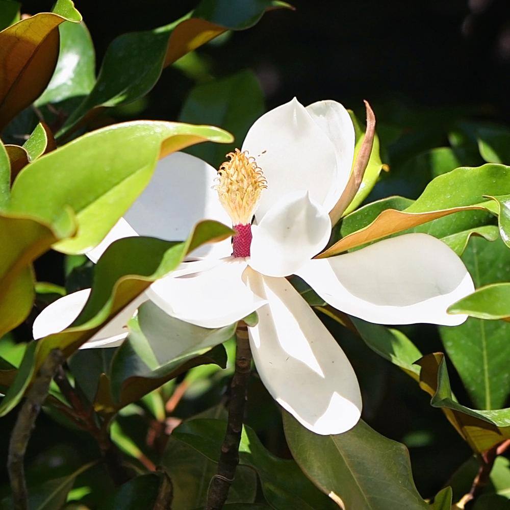 #7 Pot White Flowering Bracken's Brown Beauty Evergreen Magnolia Tree MAGBRA07G
