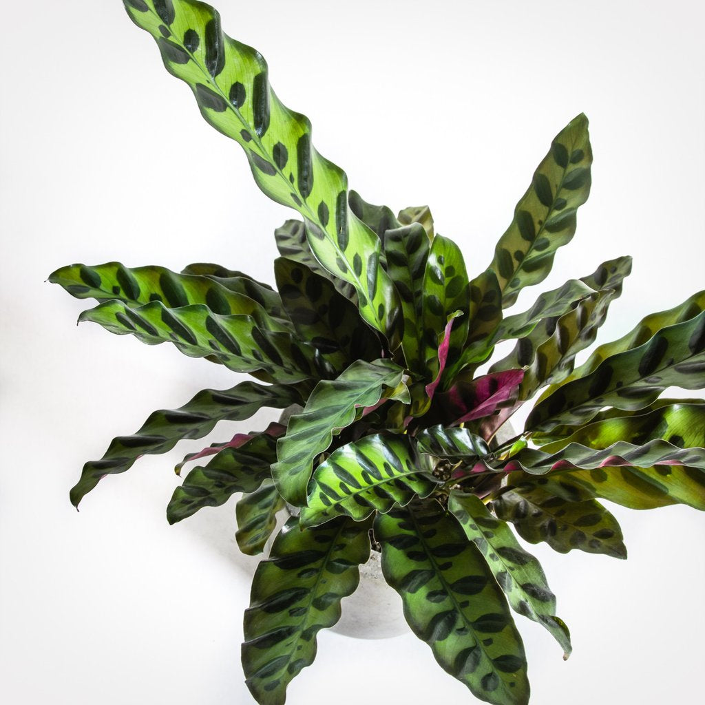 Rattlesnake Calathea - Live Plant in a 4 inch Pot - Calathea Lancifolia - Beautiful Air Purifying Indoor Houseplant