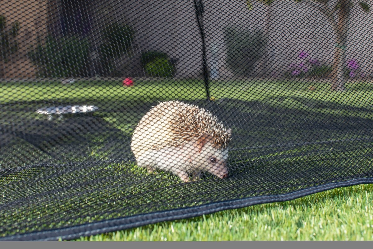 Outback Jack Happy Habitat Cat Playpen Tent