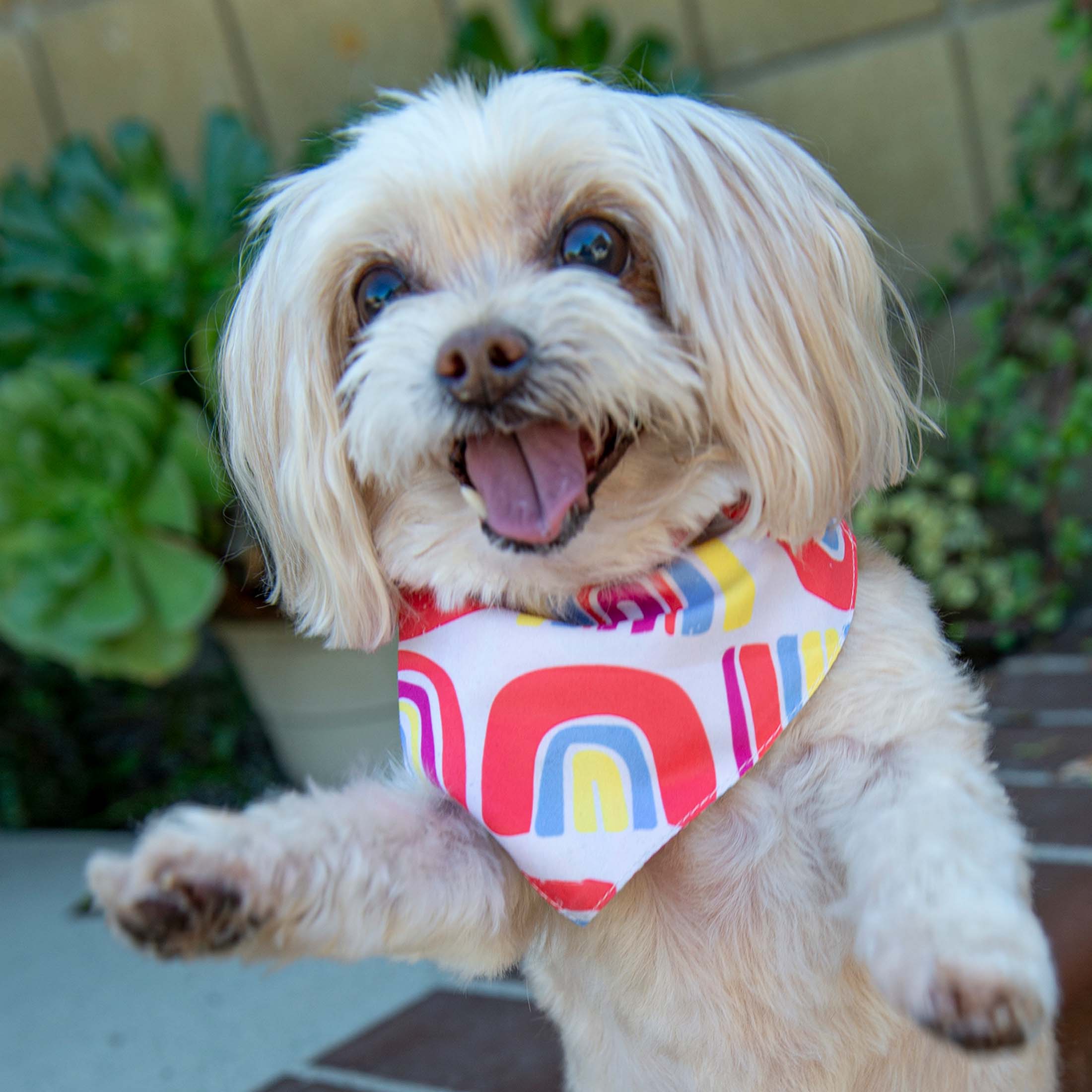 Vibrant Life Rainbow Dog Bandana， XS/S