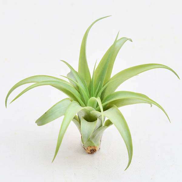 Air Plant, Tillandsia brachycaulos (Small) - Plant