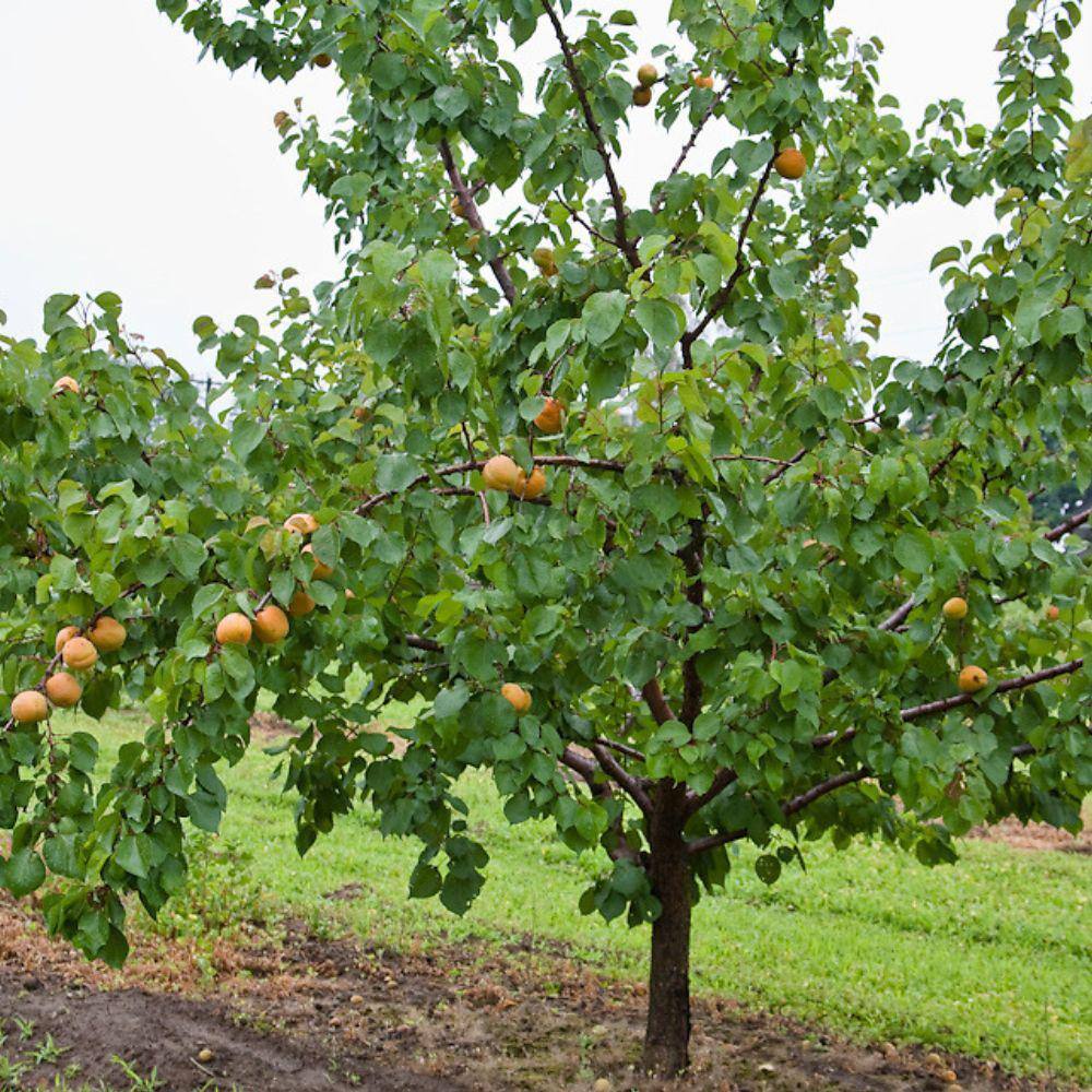 5 Gal. Superb Apricot Tree APRSUP05G