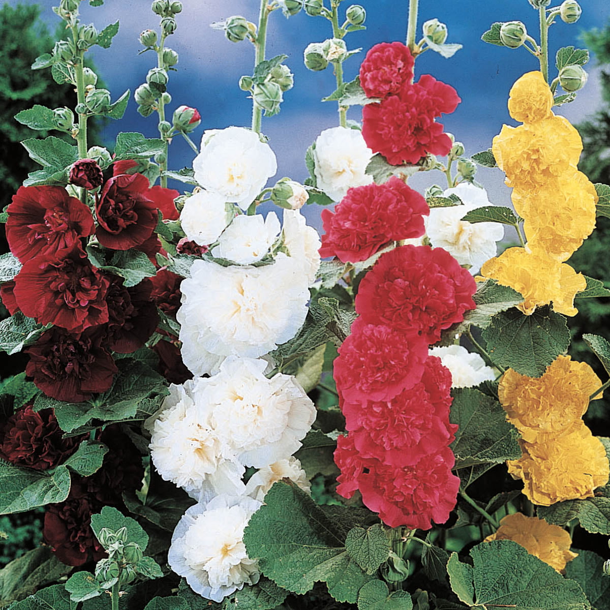 Multi-Colored Double Flowering Hollyhocks Dormant Bare Root Perennial Plants， 3-Pack - Due to state restrictions we can't ship to CA， ID， NV， OR， TX， UT or WA