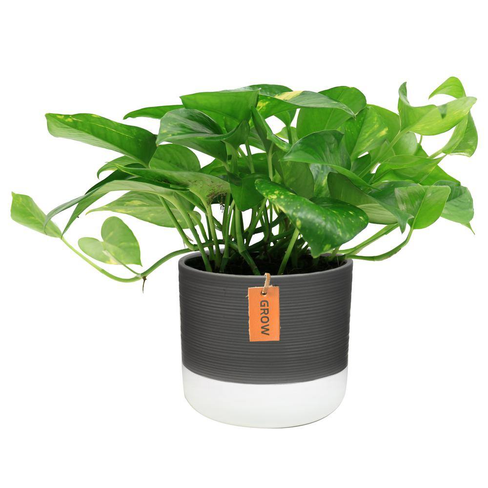 Costa Farms Pothos Indoor Plant in 6 in. Two Tone Ceramic Pot Avg. Shipping Height 1-2 ft. Tall CO.PO60.3.2TO