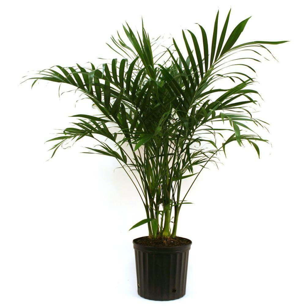 Wekiva Foliage - Cat Palm - Live Plant in an 10 inch Growers Pot - Chamaedorea Cataractarum - Beautiful Clean Air Indoor Outdoor Houseplant