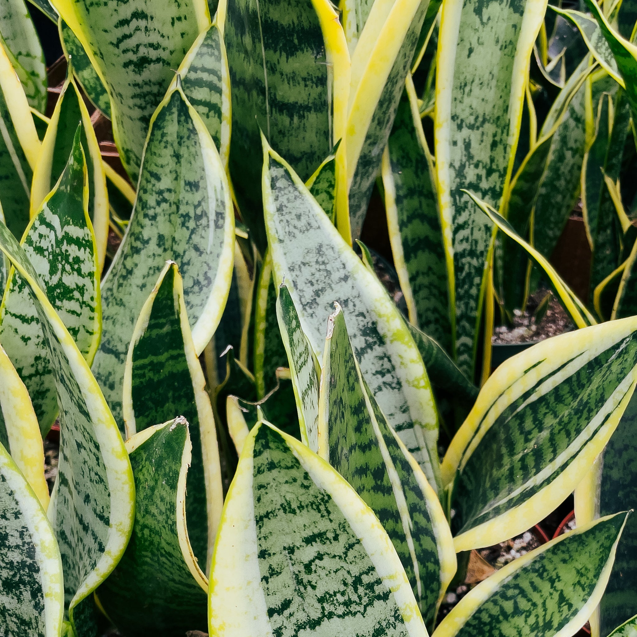 Live Variegated Snake Plant - Sansevieria Laurentii - 4