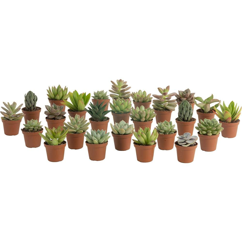 Costa Farms Mini Unique Indoor Succulent Plants in 2 in. Round Grower Pot， Avg. Shipping Height 2 in. Tall (25-Pack) CO.SUCMINI.GP25