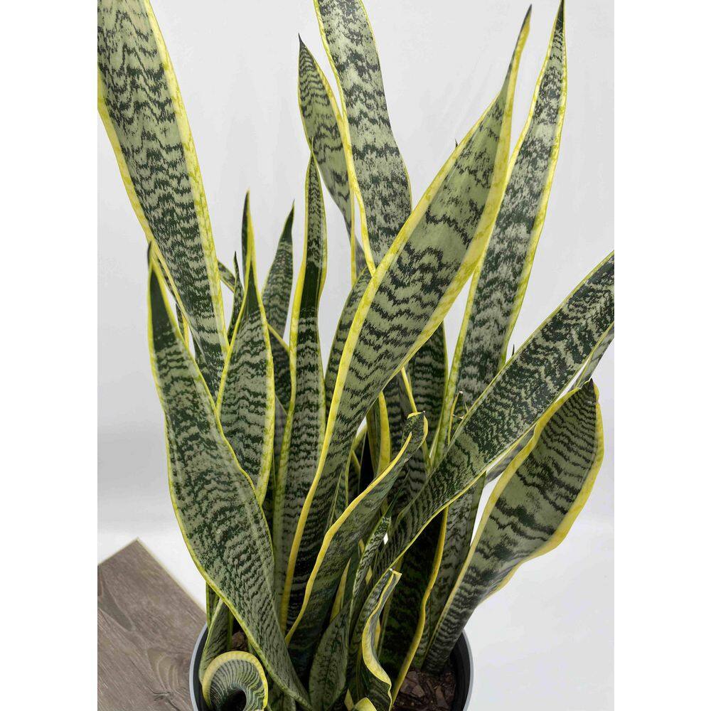 EVERBLOOM GROWERS INC. 10 in. Snake Plant Sansevieria Plant Grower's Choice in Deco Pot 10SANS