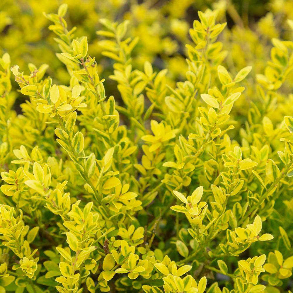 SOUTHERN LIVING 2 Gal. Touch of Gold Holly Shrub 18318
